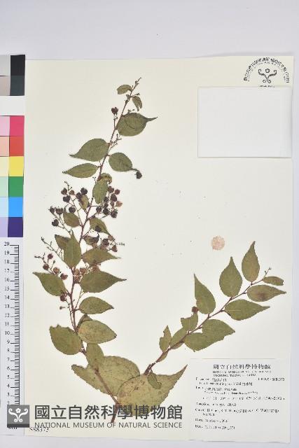 白珠樹藏品圖，第1張