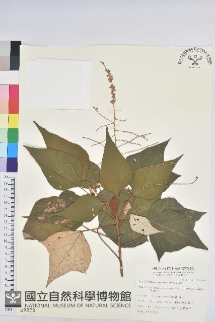 白匏子藏品圖，第1張