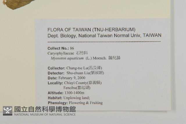 牛繁縷藏品圖，第2張