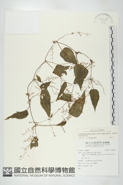 絞股藍藏品圖，第4張