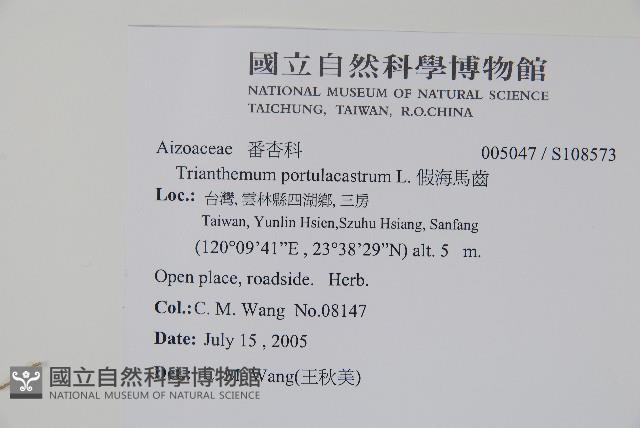 假海馬齒藏品圖，第2張