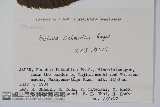 賽黑樺藏品圖，第2張