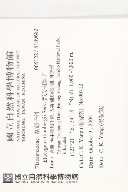 鄧氏胡頹子藏品圖，第2張