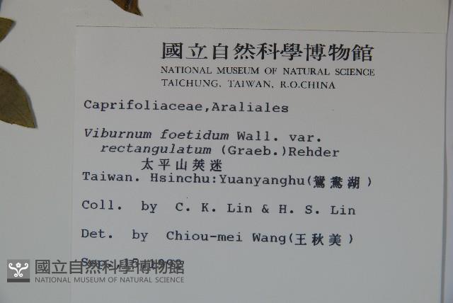 狹葉莢迷藏品圖，第2張