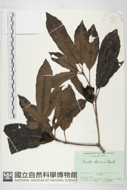 桃葉珊瑚藏品圖，第1張