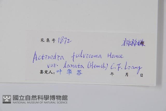 絲毛獼桃藏品圖，第2張