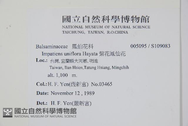 紫花鳳仙花藏品圖，第2張