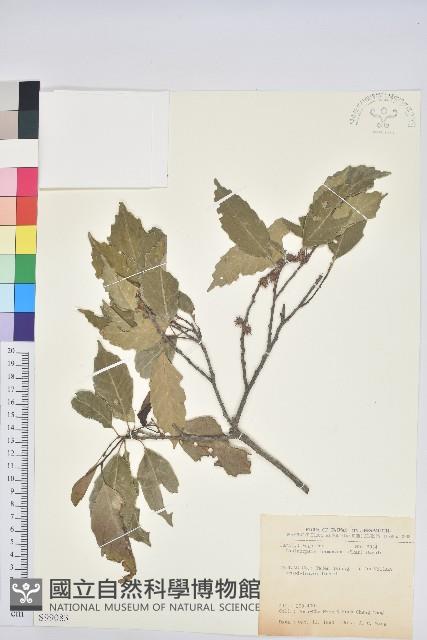 臺灣苦櫧藏品圖，第1張