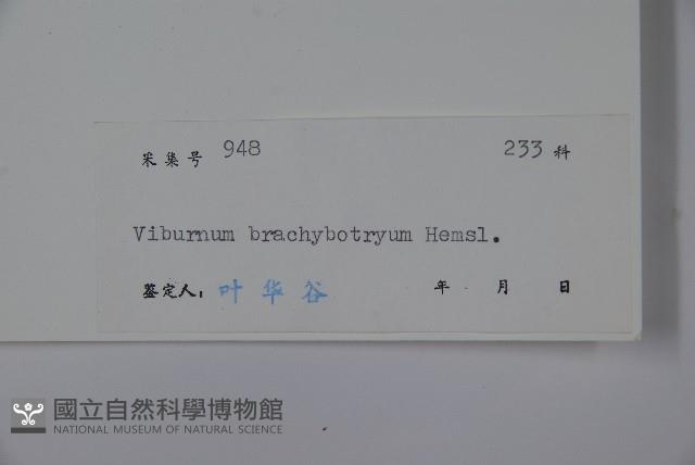 短序莢迷藏品圖，第2張