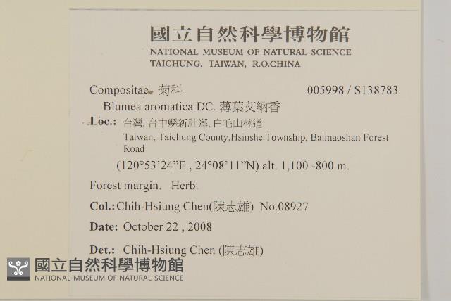 薄葉艾納香藏品圖，第2張