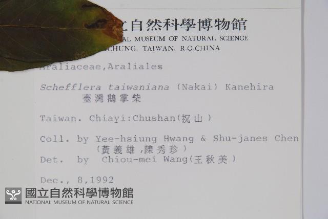 臺灣鵝掌柴藏品圖，第2張