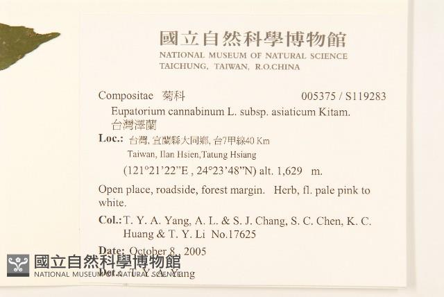 台灣澤蘭藏品圖，第2張