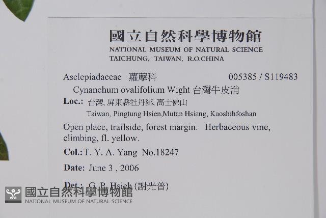 台灣牛皮消藏品圖，第2張