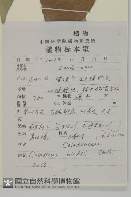 南華南蛇藤，青江藤藏品圖，第2張