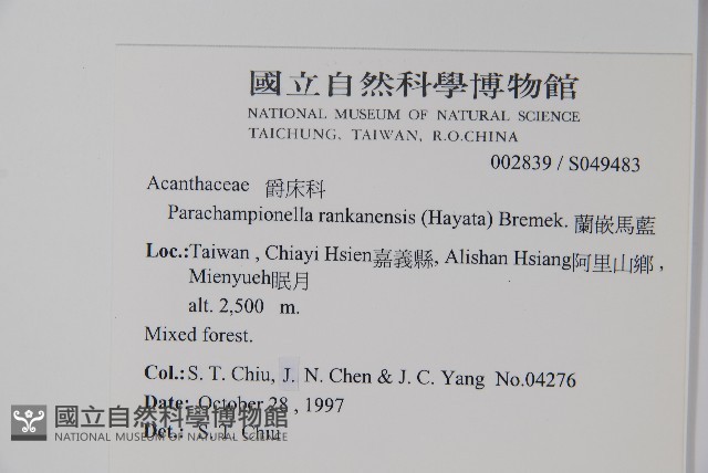 翅柄馬藍藏品圖，第2張