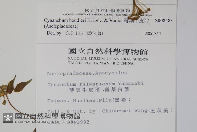 薄葉牛皮消藏品圖，第2張