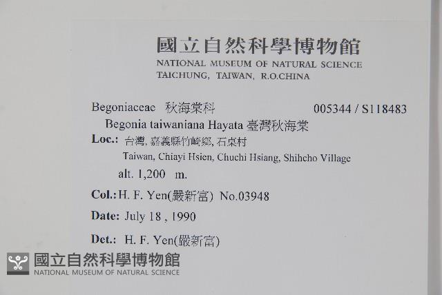 臺灣秋海棠藏品圖，第2張