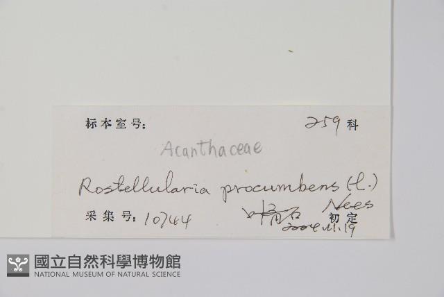 狗骨柴藏品圖，第2張