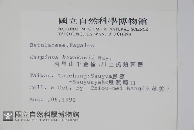 阿里山千金榆藏品圖，第2張