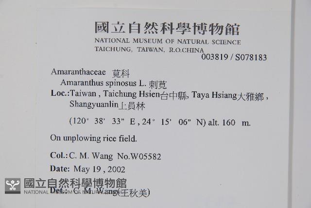 刺莧藏品圖，第2張