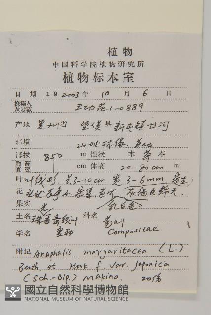 條葉珠光香青藏品圖，第2張