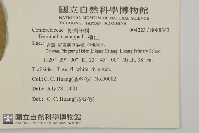 欖仁藏品圖，第2張