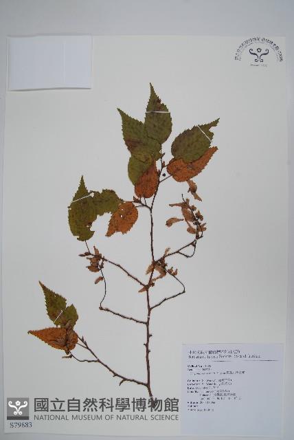 阿里山千金榆藏品圖，第1張