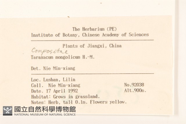 蒲公英藏品圖，第2張