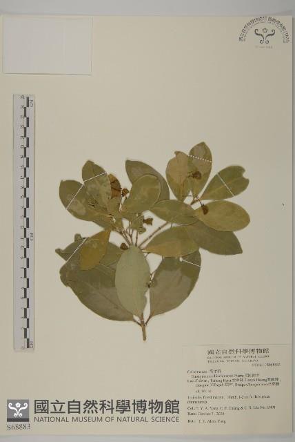 交趾衛矛藏品圖，第1張