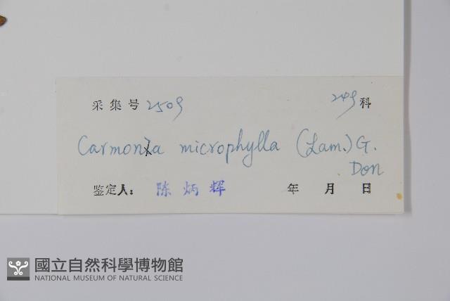 小葉厚殼樹、基及樹藏品圖，第2張