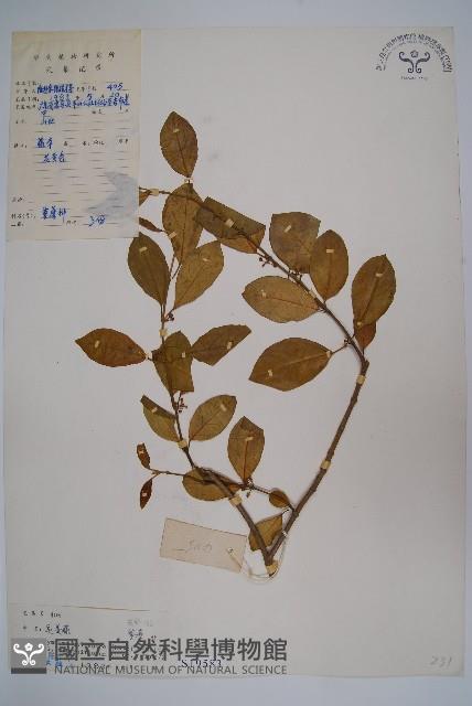 武靴藤藏品圖，第1張