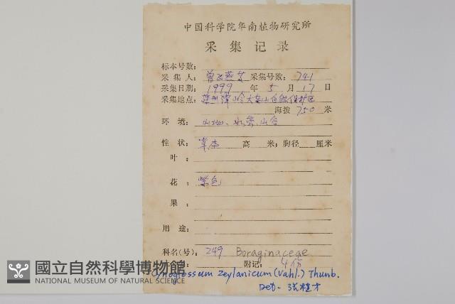 琉璃草藏品圖，第2張