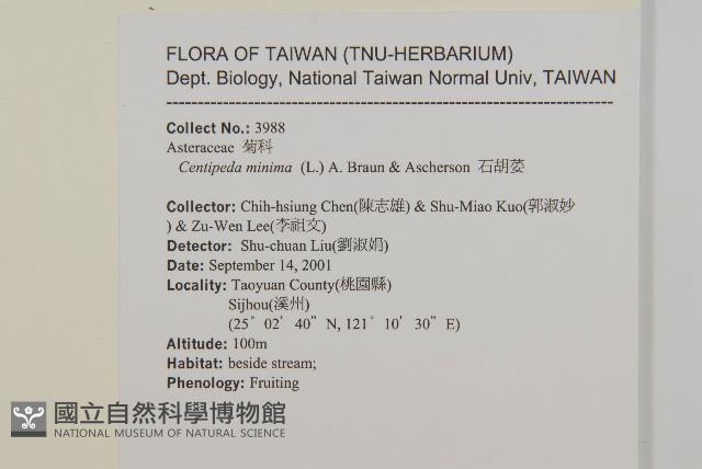 石胡荽、吐金草藏品圖，第2張