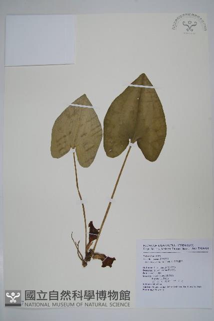 大花細辛、馬蹄香藏品圖，第1張