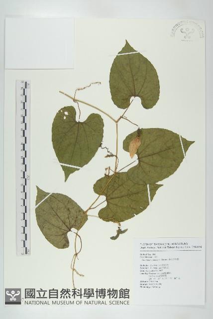 斑花青牛膽藏品圖，第1張