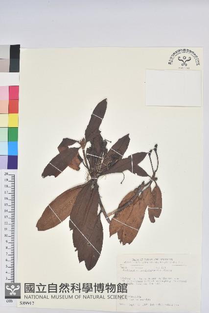 玉山杜鵑藏品圖，第1張