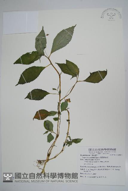 紫花鳳仙花藏品圖，第1張