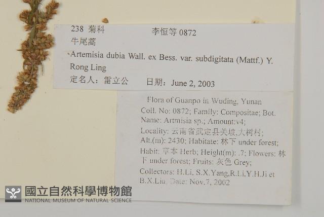 牛尾蒿藏品圖，第2張