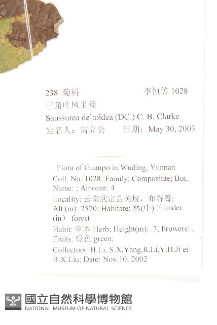 臺灣青木香藏品圖，第2張