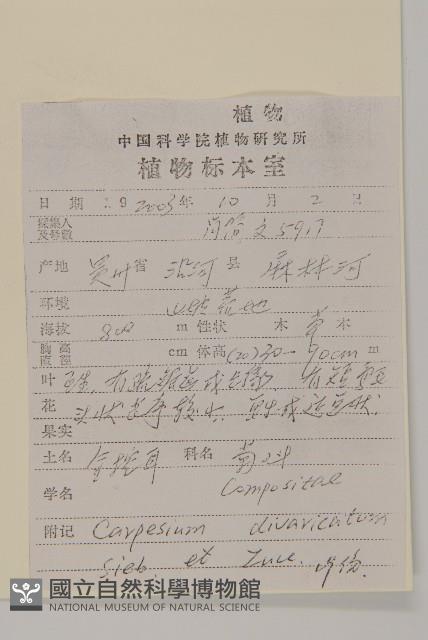 煙管草藏品圖，第2張