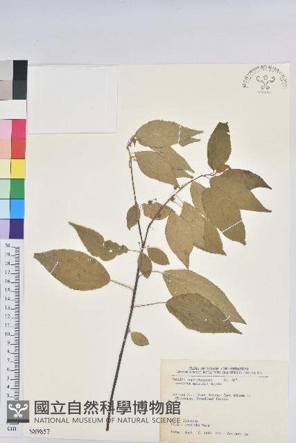 恆春鐵莧藏品圖，第1張