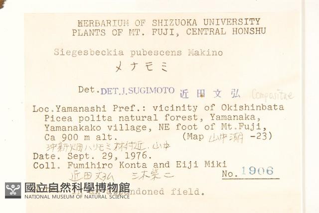 腺梗豨薟藏品圖，第2張