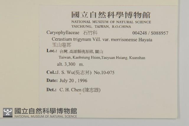 玉山卷耳藏品圖，第2張