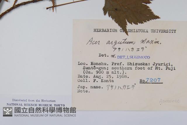 銳齒槭藏品圖，第2張