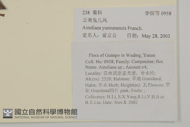 雲南兔兒風藏品圖，第2張