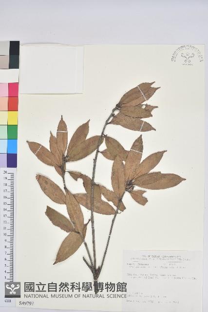 毽子櫟藏品圖，第1張