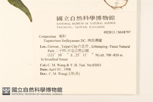 林氏澤蘭藏品圖，第2張