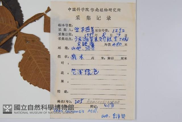 鹽膚木藏品圖，第2張