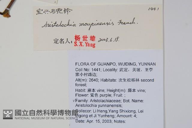 寶興馬兜花藏品圖，第2張