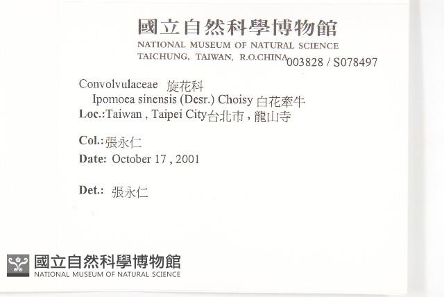 白花牽牛藏品圖，第2張